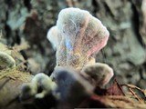 Datronia stereoides image