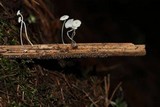 Mycena guzmanii image