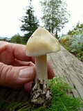 Amanita groenlandica image