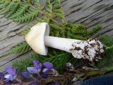 Amanita groenlandica image