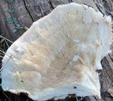 Climacodon pulcherrimus image
