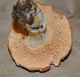 Hydnum umbilicatum image