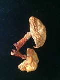Agaricus porphyrocephalus image