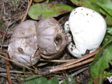 Bovista plumbea image