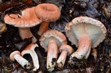 Lactarius torminosus image