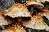 Pholiota squarrosa image