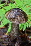 Leccinum alaskanum image