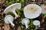 Clitocybe odora image