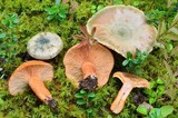 Lactarius deterrimus image