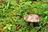 Leccinum alaskanum image