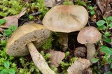 Leccinum holopus image