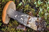 Leccinum versipelle image