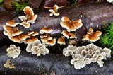Plicaturopsis crispa image