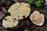 Lactarius aspideoides image