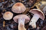 Cortinarius lucorum image