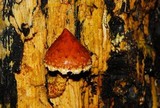 Hemistropharia albocrenulata image