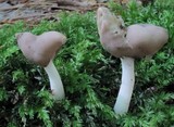 Helvella elastica image