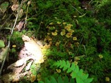 Xeromphalina kauffmanii image