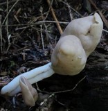 Helvella elastica image