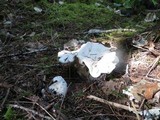 Cantharellus subalbidus image