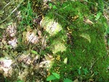 Xeromphalina kauffmanii image