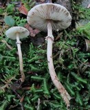 Lepiota felina image