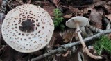 Lepiota felina image