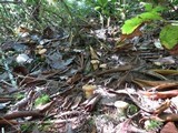 Cantharellus formosus image