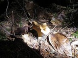 Cantharellus formosus image