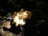 Cantharellus formosus image