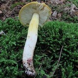 Tricholoma fumosoluteum image