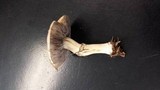 Stropharia coronilla image
