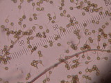 Bovista plumbea image