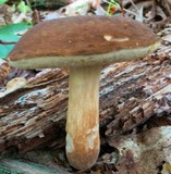Xanthoconium purpureum image