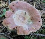 Lactarius subpurpureus image