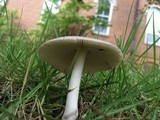 Amanita sect. Vaginatae image
