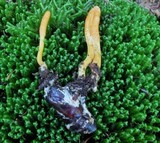 Cordyceps militaris image