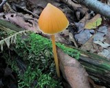 Entoloma quadratum image