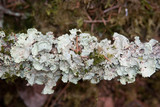 Nephroma arcticum image