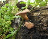 Lentinus strigosus image