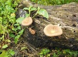 Panus neostrigosus image