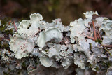 Nephroma arcticum image