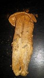 Battarrea phalloides image