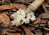 Tremella fuciformis image