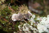 Nephroma arcticum image