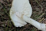 Amanita spreta image