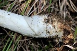 Amanita spreta image