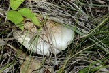 Amanita spreta image
