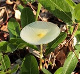 Leucocoprinus fragilissimus image