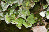 Nephroma arcticum image